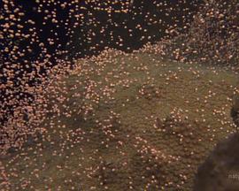 国家地理,大白鲨的长途冒险旅程